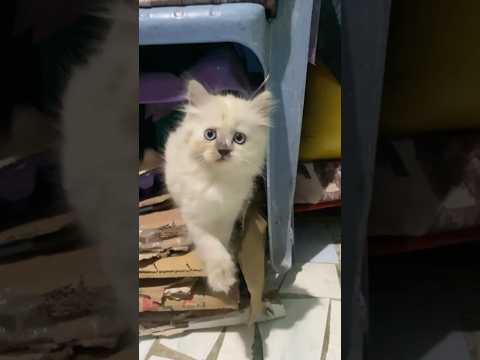 مين اليه مزعلك Funny اكسبلور محمد سفينه Catmeme Comedy Catvideos Shrots