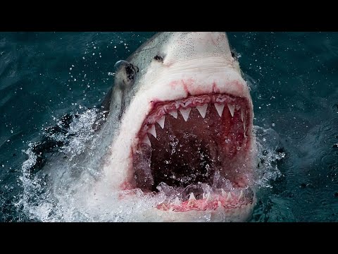 Hungry shark is gonna eat you - YouTube