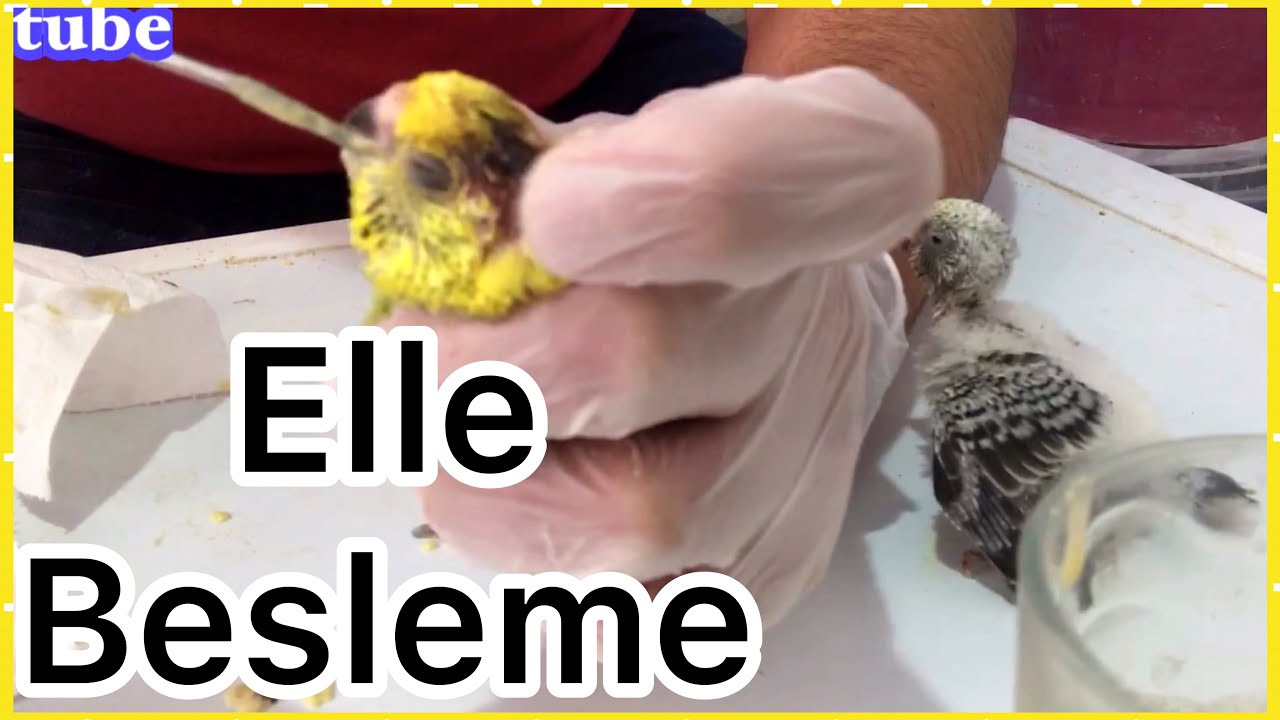 A.N.N.E    B.A.B.B.A.A.A. Kuşun D.Ö.V.D.Ü.Ğ.Ü. Yavrulara Elle Besleme Yaptık