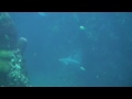 Diving Thailand Koh Tao Chumpon pin 3 DC Jolly-Roger