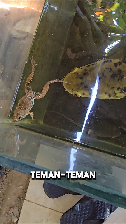 CHANNA MARU GA SUKA KODOK‼️SUKA NYA UDANG😁‼️ #shorts