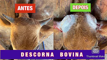 Como é feito o Amochamento?