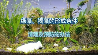 鱼缸里的绿藻及褐藻是怎样形成的后期该怎么清理、预防和维护