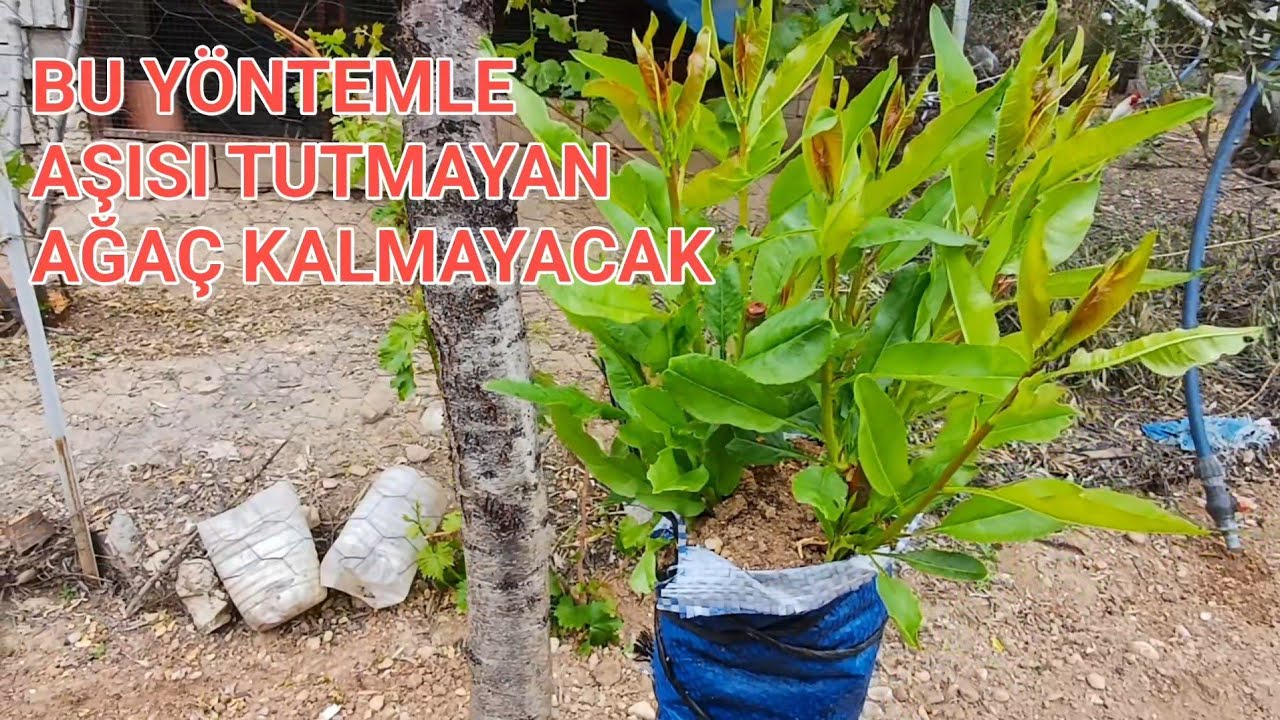BADEM AĞACINA KABUK AŞISI  #bahçe #tarım #garden