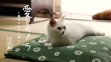 映画『愛しのノラ〜幸せのめぐり逢い〜』予告篇