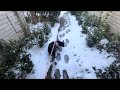 Hi I’m Bear Bears Ep. 15: Walkin’ In The Snow