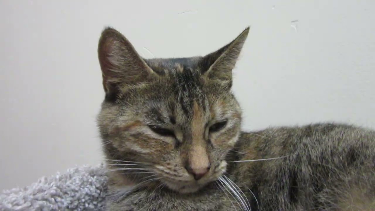 Iris will be your new Best Friend. Noah's Kingdom Humane Society we rescue cats and kittens!!!