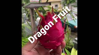 DRAGON FRUIT | ROYAL RED | S0027
