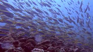 Diving Kuredu Resort GoPro 11.