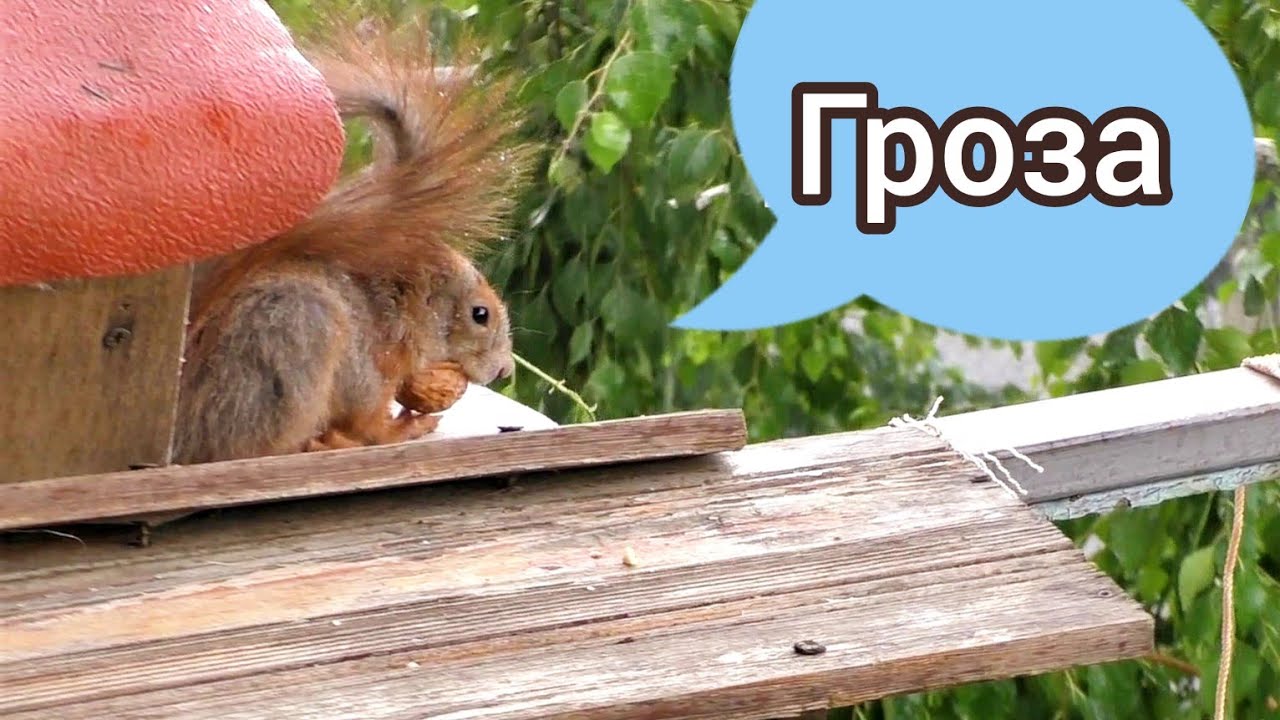 Бельчонок испугался грозы / мокрые белки на балконе - YouTube