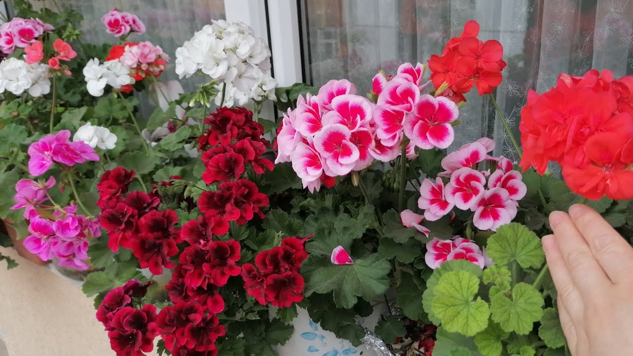 Sardunya çoşturma sulama güzel balkon çiçeklerim çoştukça çoşuyor maşallah my balcony FLOWERS