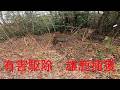 NO223【閲覧注意】有害駆除雄鹿捕獲