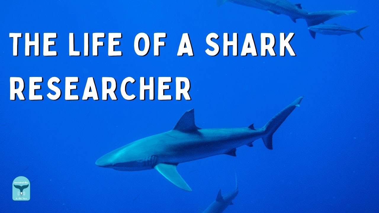 Studying Sharks 🦈 | SUSTAINABILITY & THE SEA PODCAST