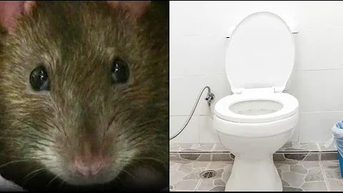 Können Ratten Durch Toilette?