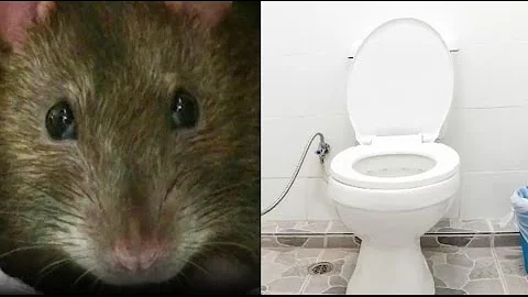 Können Ratten lieben?