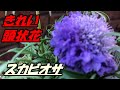 【花】スカピオザの育て方・植え付け