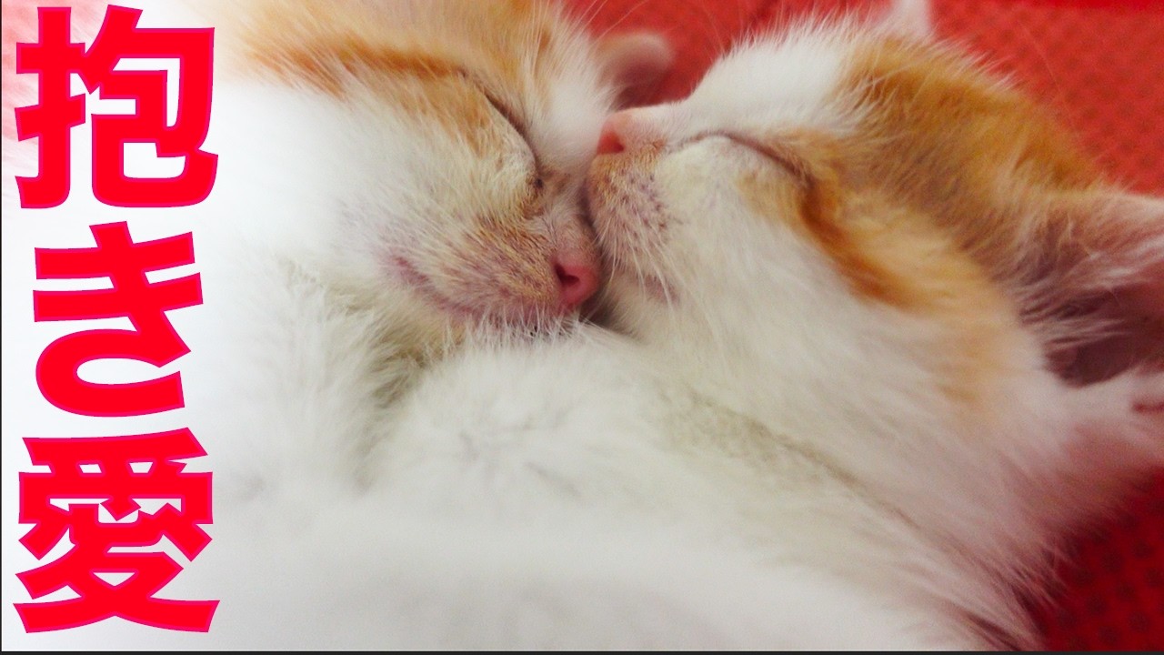 イモ幼猫兄弟、絆の抱き合い猫団子 The potato-kitties cuddling in