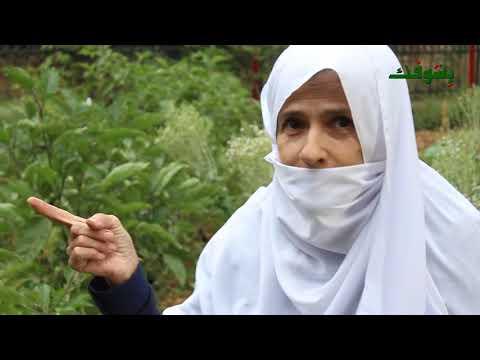 علاج مرض السرطان بعشبة القمح زيارة إلى منزل السيدة نجوى عزام في عين وزين