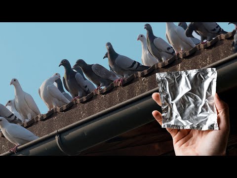 Video: Ako sa zbaviť holubov na balkóne: tipy
