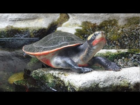 Vidéo: Tortue peinte du sud