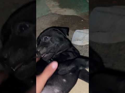 #dog #funny #goldenretreiver #puppy #pets #cute #dogshorts #amazing #animals #cutedog #dogs #shorts thumbnail
