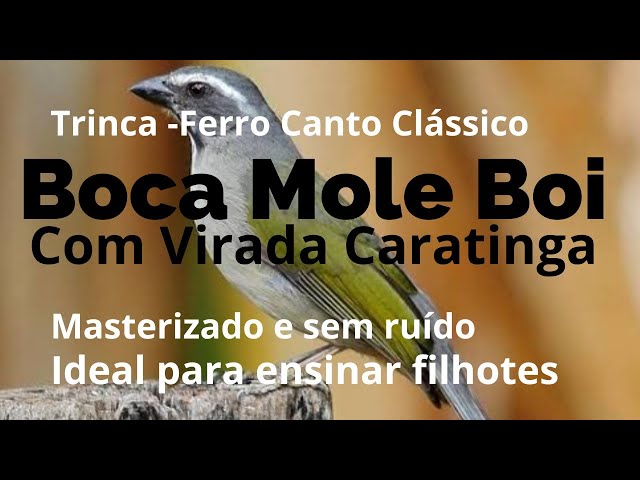 Canto Boca Mole Boi Com Virada Caratinga Para Aprendizado de Filhotes de Trinca-Ferro class=