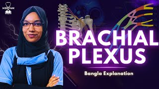 Brachial plexus in Bangla | Spinal Nerve | Upper limb | Anatomy | MedFam
