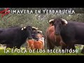 Primavera En Yerbabuena, La Época De Los Becerritos