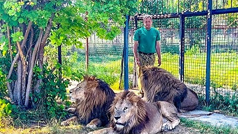 Если бы Олег Зубков не спас этого льва, напавшего на дрессировщика, его бы УСЫПИЛИ еще 10 лет назад!