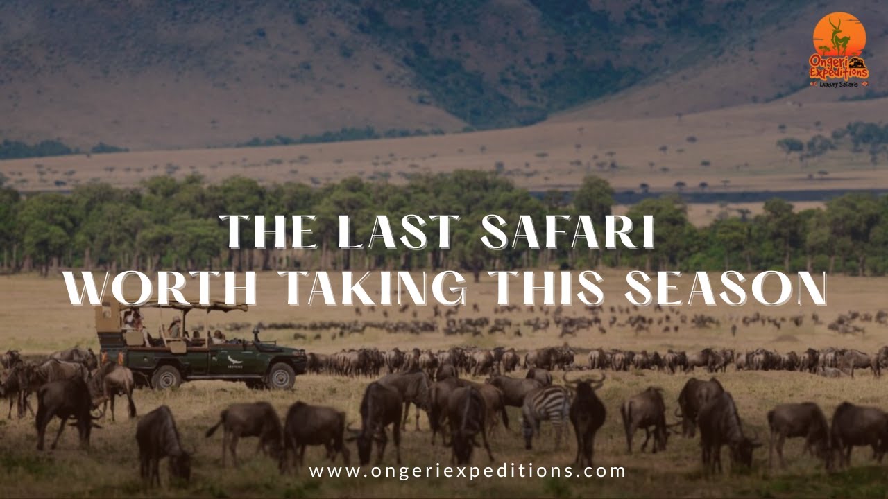 The Last Luxury Safari in Kenya This Season – Don’t Miss Out!
