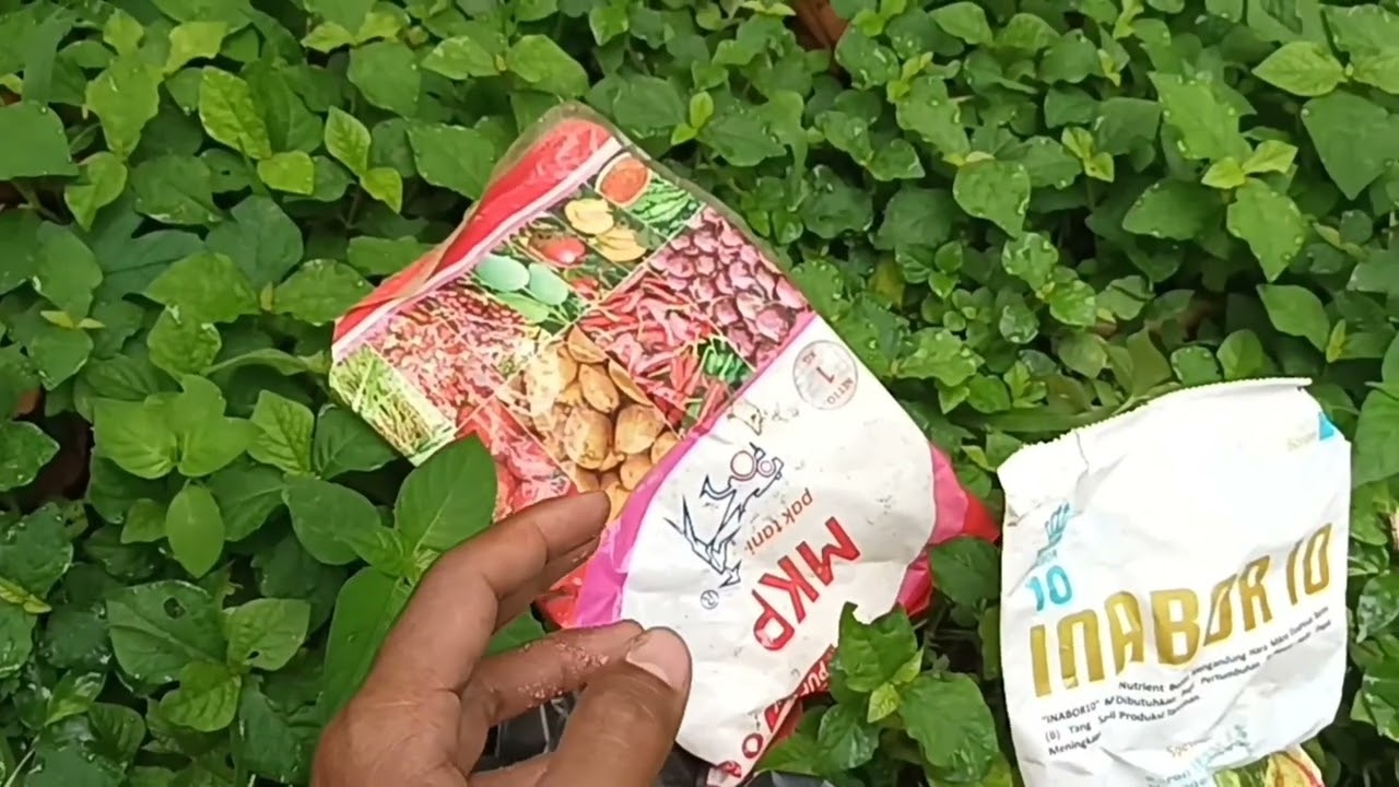 Pemupukan jambu air green giant kombinasi