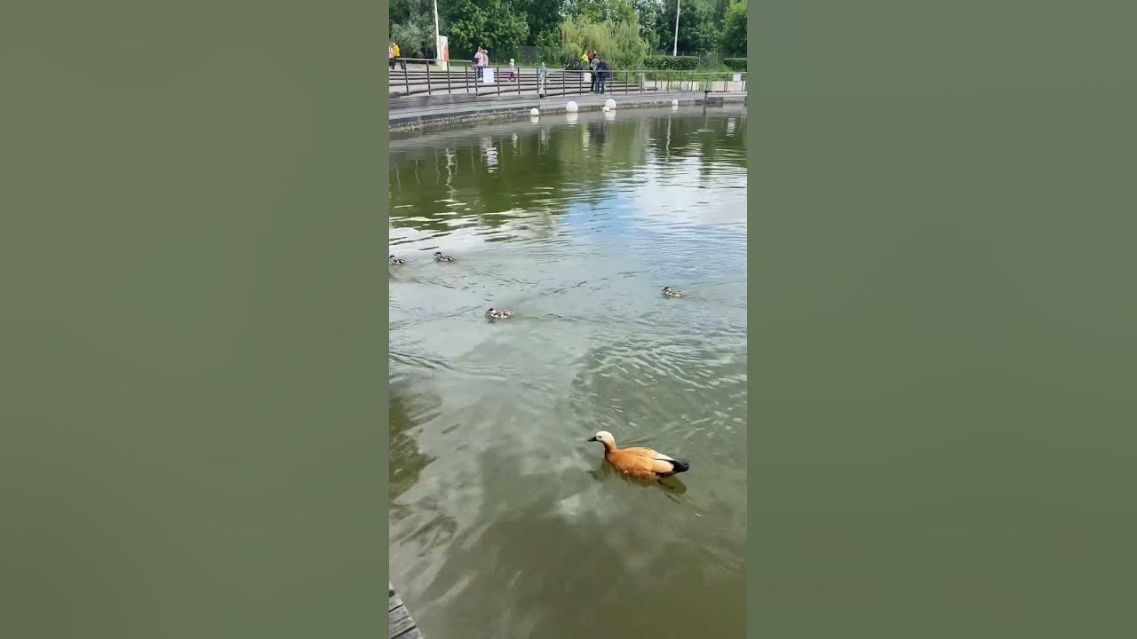 Огарки - YouTube