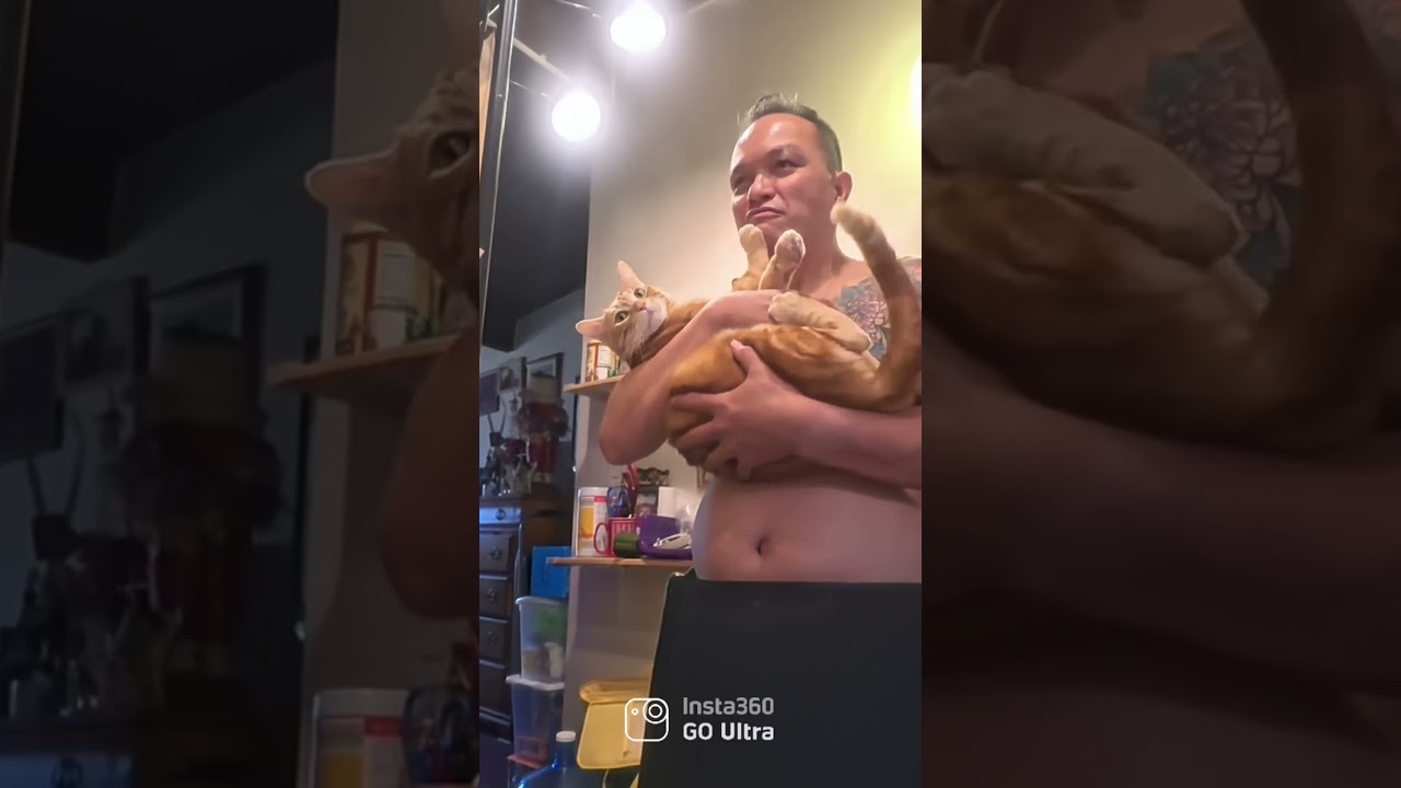 His best friend … #shortvideo #shortvideo #catshorts