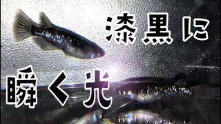 漆黒のオロチに瞬く光　ブラックダイヤメダカを迎えてみた！　killfish