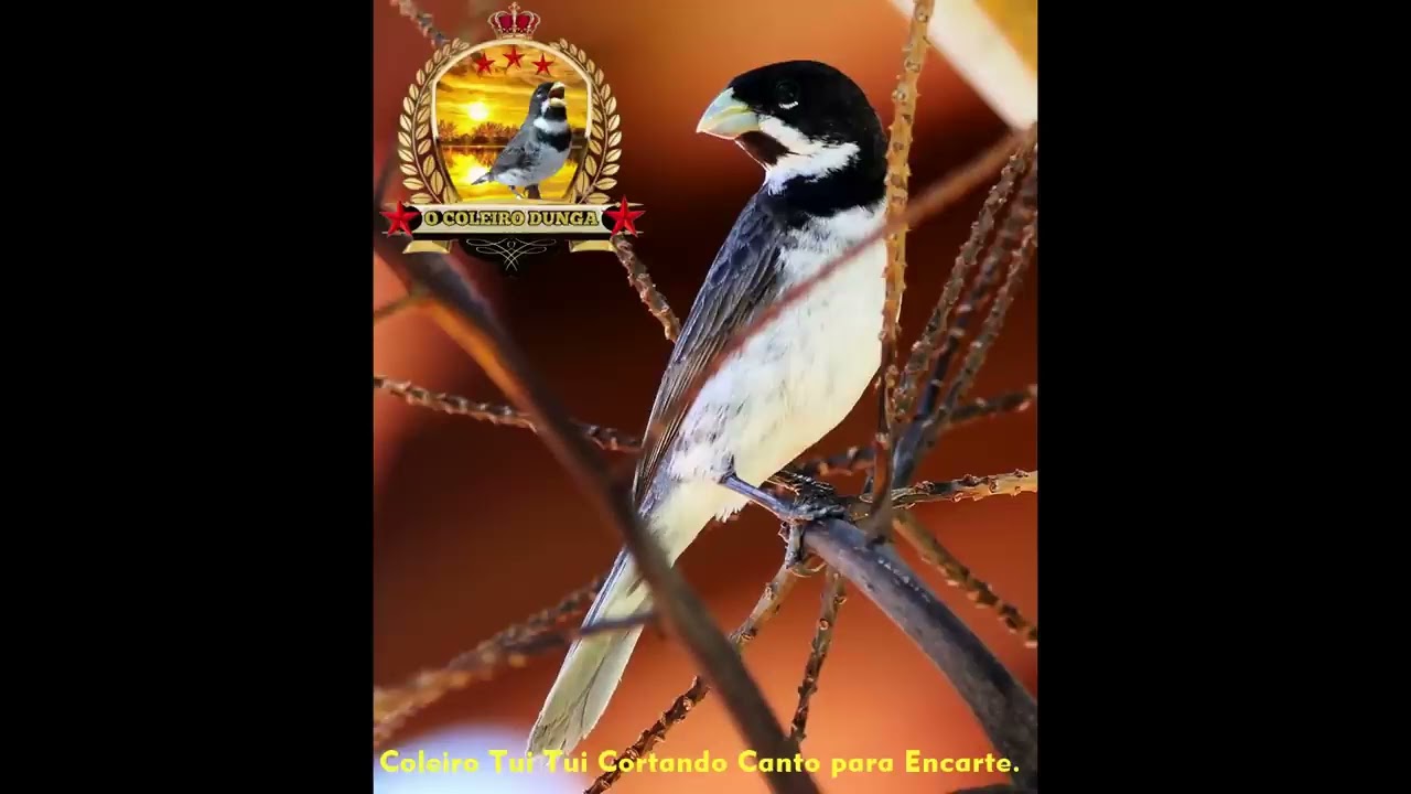 ENCARTE TUI TUI CORTADOR VELOCISTA PARA ENSINAR SEU COLEIRO! ( TUI TUI DE TORNEIO )