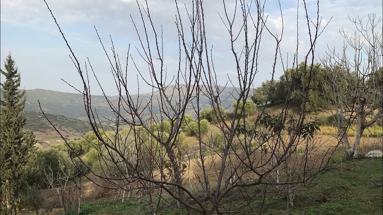 تقليم المشمش apricot pruning - taille abricotier