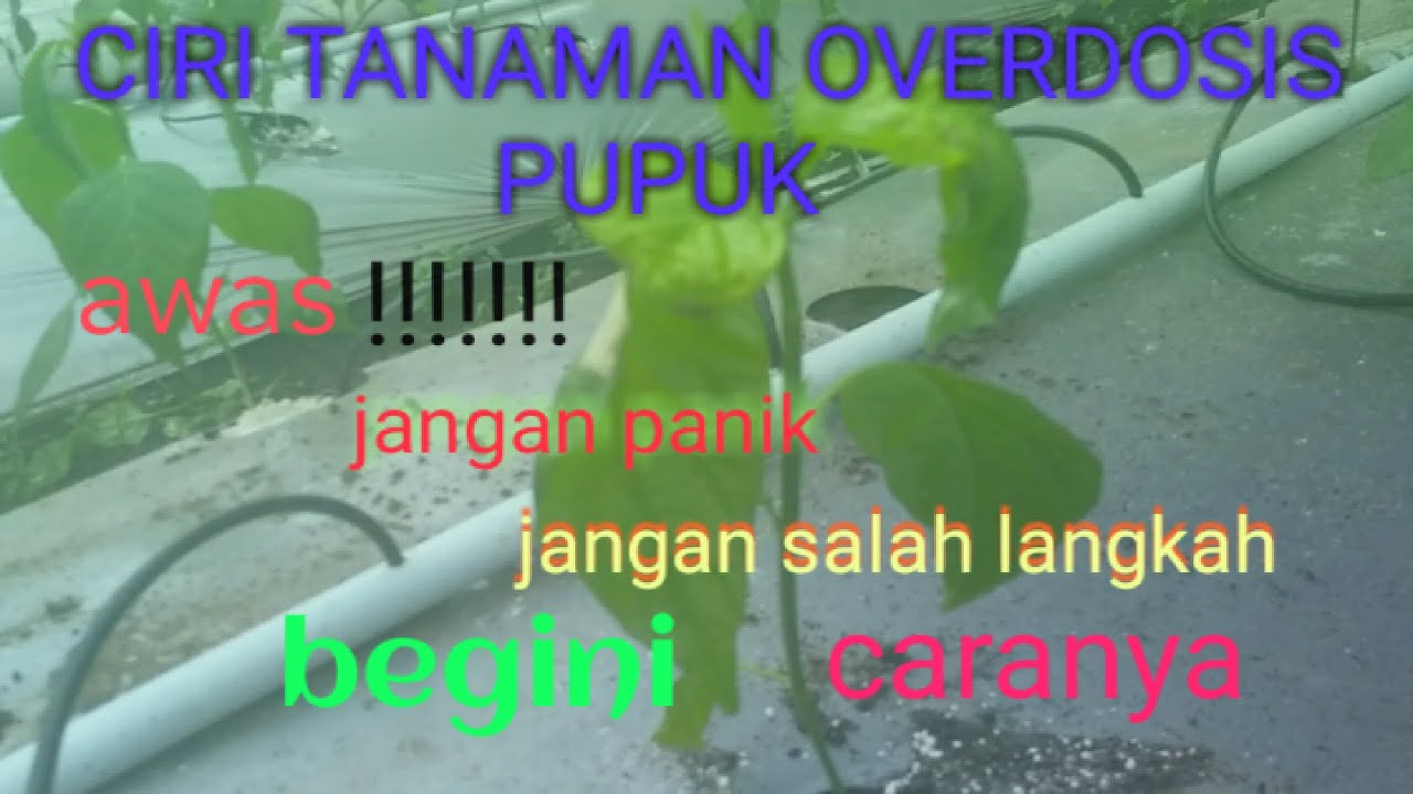 CARA MENGATASI OVERDOSIS PUPUK PADA CABE//perawatan cabe.part 1