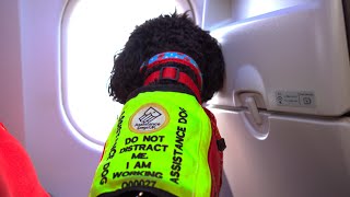 British Airways | Disability Awareness Day | Flying with a Service Dog Profile