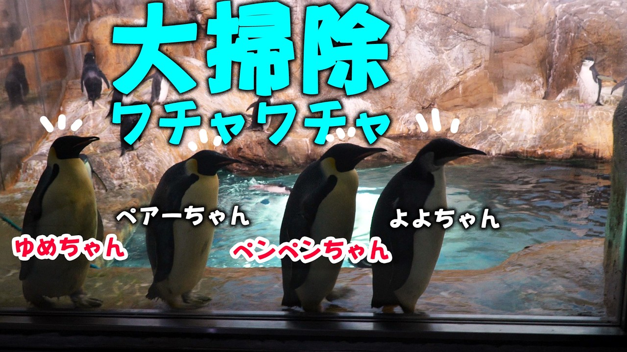 ペンギン様 Emperor Penguin Yoyo-chan] Oh no! 