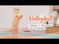 Cat VS Volleyball - Olympurk (Cat Olympic) Game