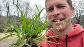 Worst Spring Weed in the Lawn and How to Kill it