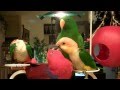 Eclectus are gentle birds with  caique