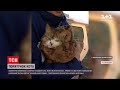 Новини України: у Харківській області кота визволили зі старого колодязя та прихистили