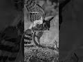 🦅 #yutubeshorts #motivation #eagles #strong #relatablecontent