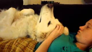A Girl And Her Dog. A Girl And Her Dog.