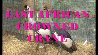 S01E11 - EAST AFRICAN CROWNED CRANE