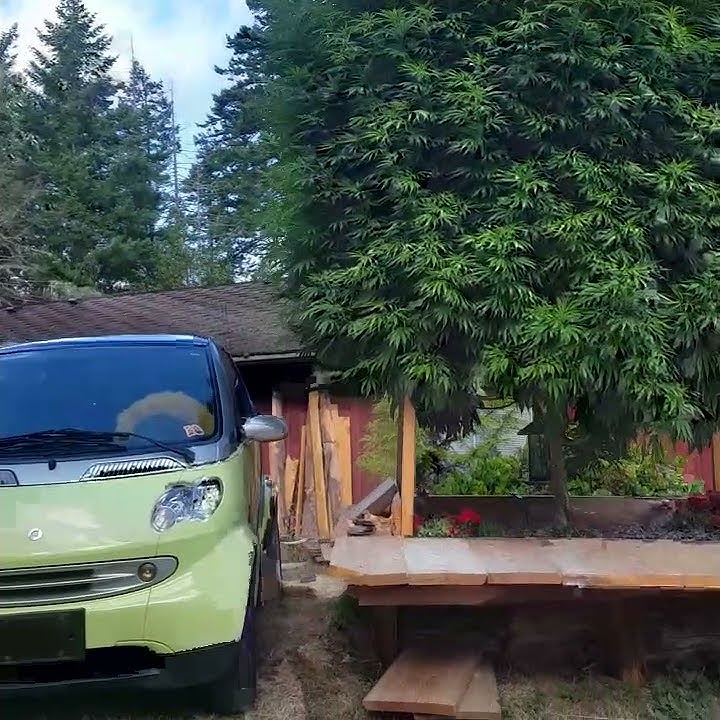 Biggest Cannabis plant in the world YouTube