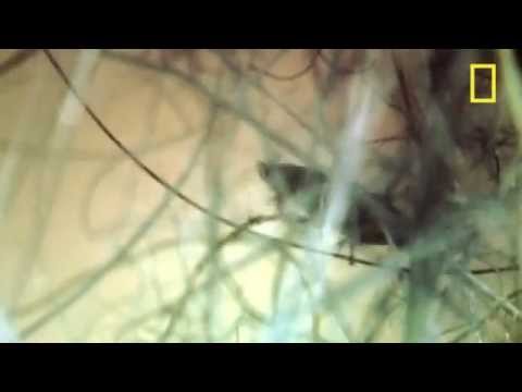 I Didn't Know That   Secret Life of Fleas