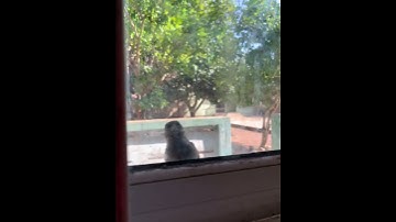 Bird fighting with its mirror  reflection image😃😃😃