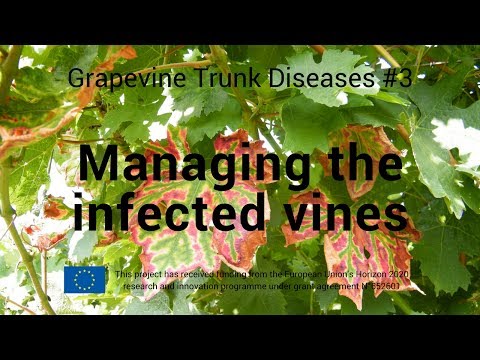 Video: Hvad er Grapevine Leafroll Virus: Lær om håndtering af Leafroll Of Grapes